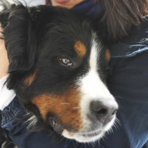 pet health club image