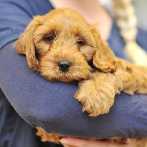 Puppy pack image