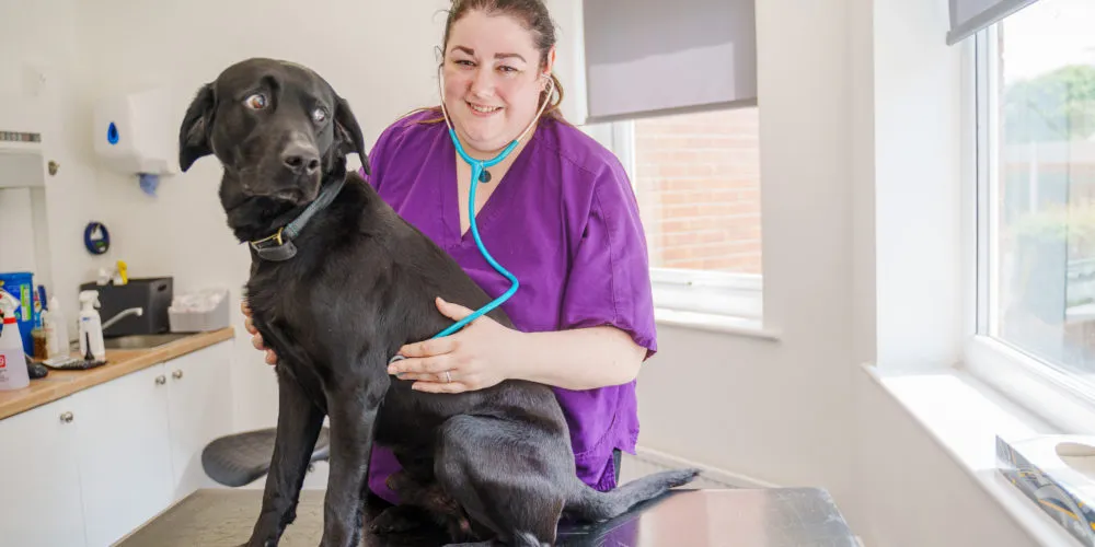 Hampton team member and dog