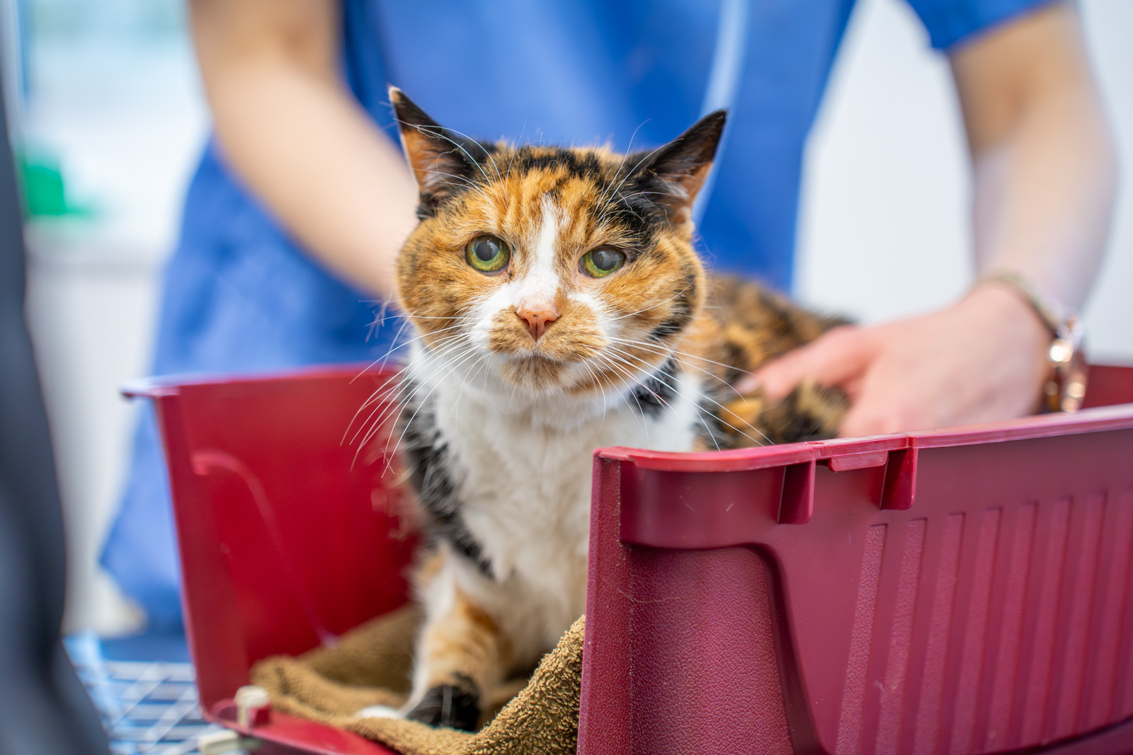 The Willows Veterinary Group - Hampton (Web) 054